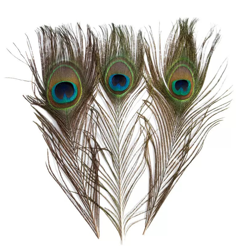 PEACOCK SINGLE FEATHERS